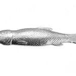 Dresdner Pappe Fisch geprägt wie Metall